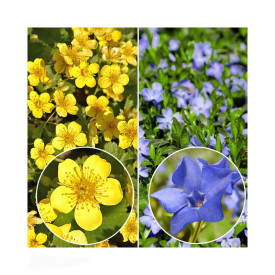 6 Majhen komarček + 6 trilistna valdštajnija