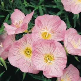Večerna lepota Rosea