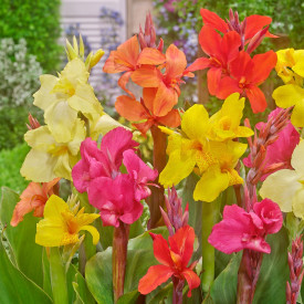 Kanna Indica – mešanica (4 )