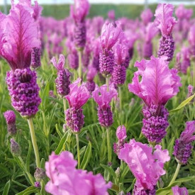 Lavanda rožnata
