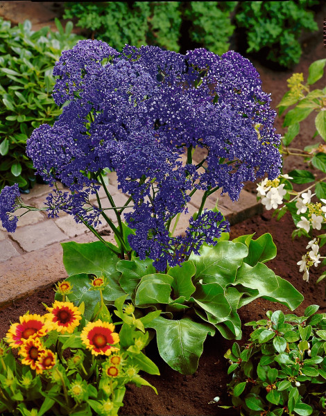 Limonium, Statica
