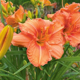 Pomaranča z lilijo v dolini (3)