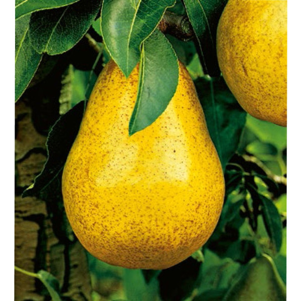 Hruška Vilmos v posodah