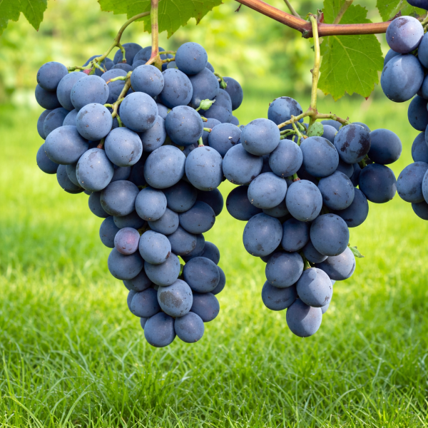 Sorta grozdja Moldova