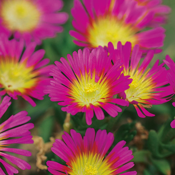 Delospermo Hot Pink Wonder (3)