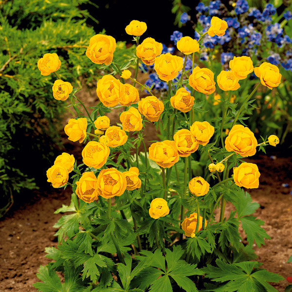 Planinčica 'Goldkönigin'