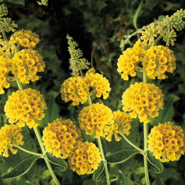 Rumena cvetoča poletna orgona Sungold