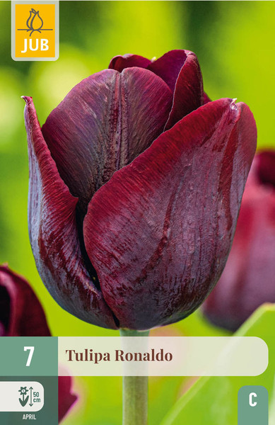 Tulipan Ronaldo (7)