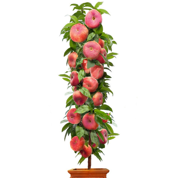 Ploska breskev Mali Ostržek