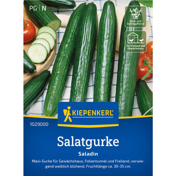 Kačji kumare Saladin (6 semen)