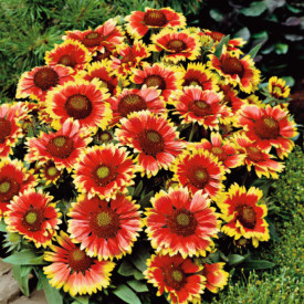  Kokardna rudbekija 'Kobold' (3 rastline)