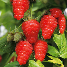 Two Timer Sugana - Rdeča malina