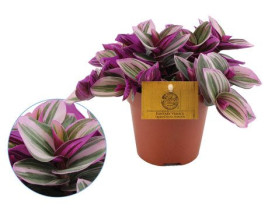 Plazilka z zelenimi listi