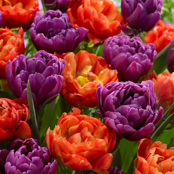 Tulipan 'Caribbean Fantasy' s polnimi cvetovi (12)