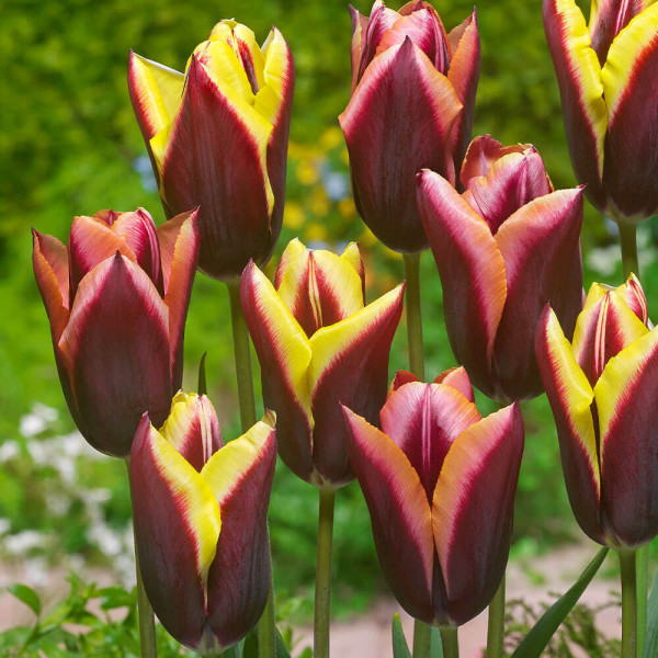 Tulipan Striped Bats (10)