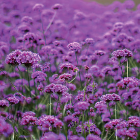 Dežnikasta verbena (3)