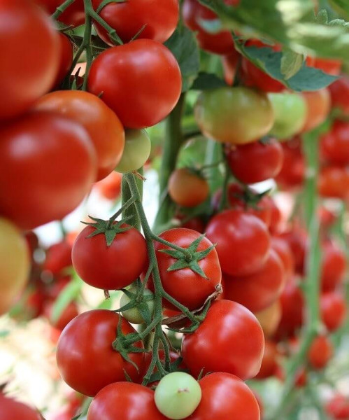 Sweet Million koktajl paradižnik