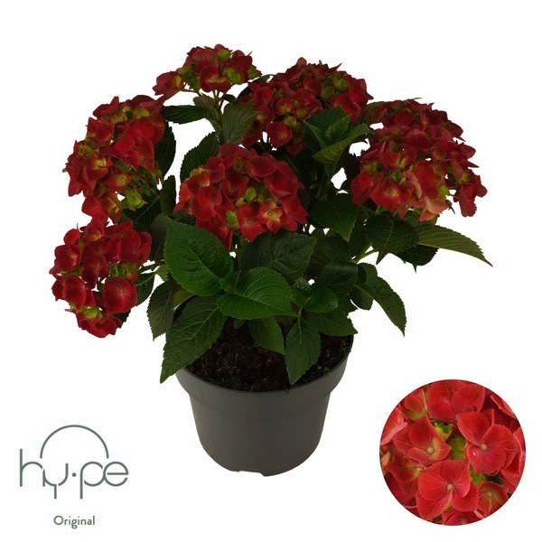 Hortenzija, rdeča