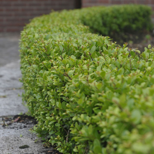 Japonski magyal ‚Dark Green‘ (3)