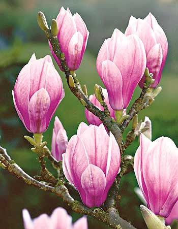 Velikocvetna magnolija