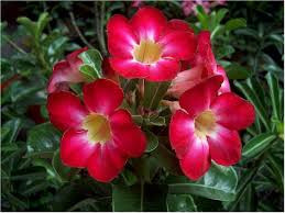 Puščavska roža ‘Anouk Red’