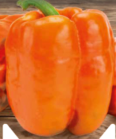 Oranžna paprika babura (kalifornijska paprika)