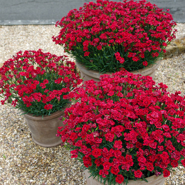 Merci Fleuri nagelj (3 rastline)