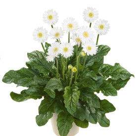 Bela gerbera (2)