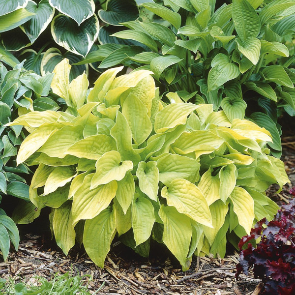 Sence lilija 'August Moon'