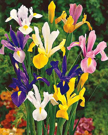 Iris Hollandica (8)