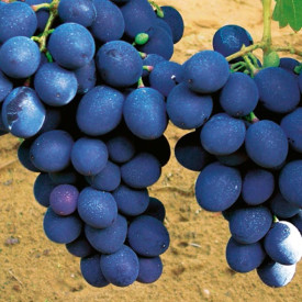 Néró grape