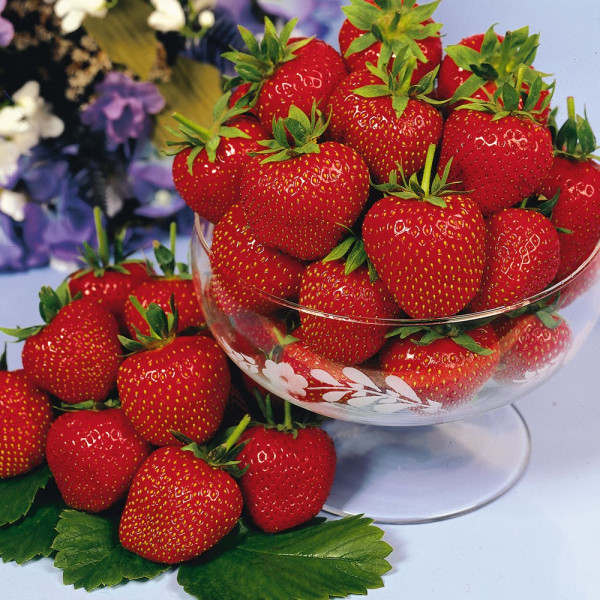 20 sadik jagod (10 Elsanta+10 Crown)