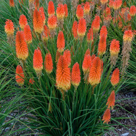 Lilija z baklami (3)