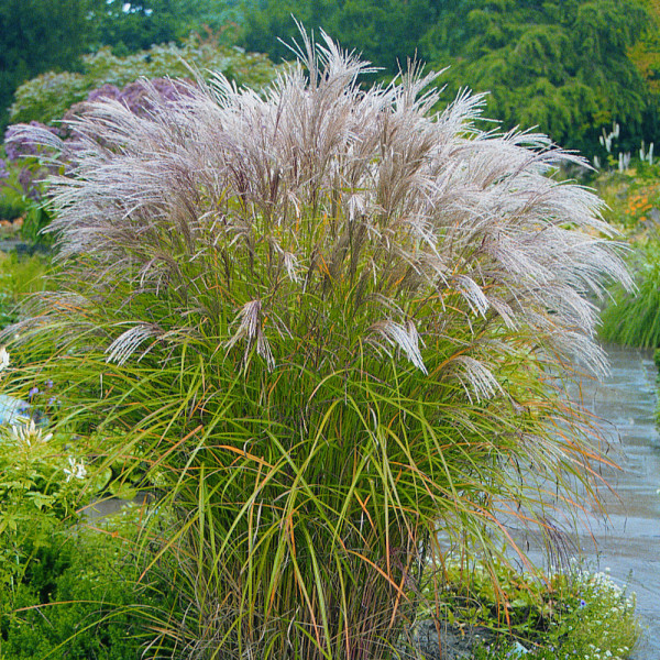 Kitajski cvetlični vrt (3)