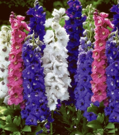 Vrtni ostrožnik Pacific Mix 3