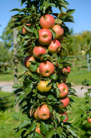 Stebrna jablana Starcats, enoletna