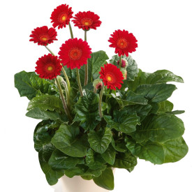 Gerbera rdeča (2)