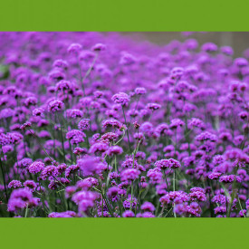 Dežnikasta verbena (3)