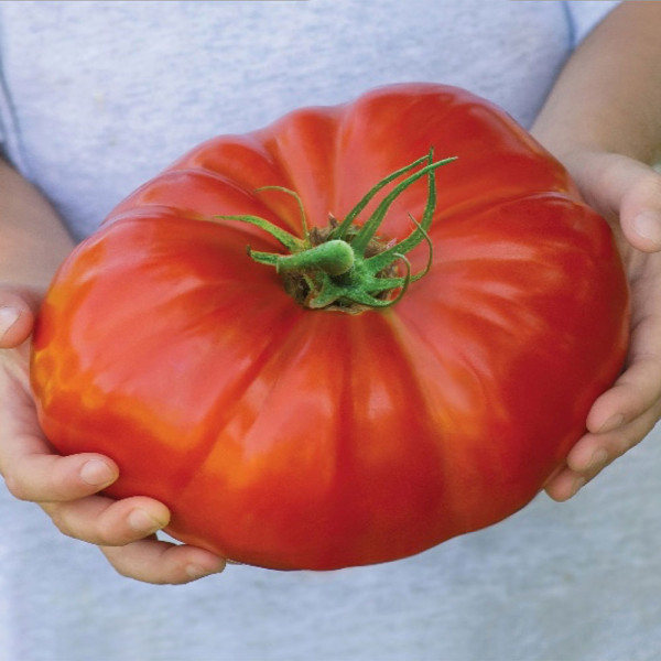 Gigantomo – velikanski paradižnik