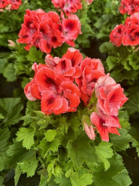 Angleška pelargonija, oranžne barve
