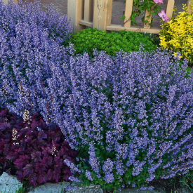 Purrsijska modra mačja meta (3)