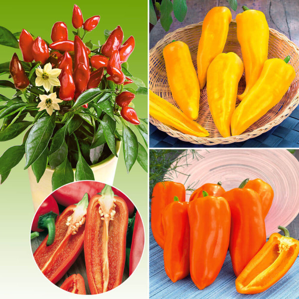 Midi paprika kompilacija (3)