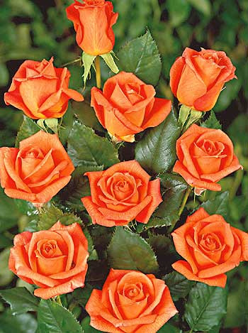 Posoda za vrtnice Belinda v parku