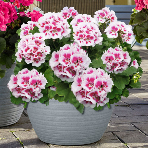 Americana White Splash – velika pelargonija v lončku