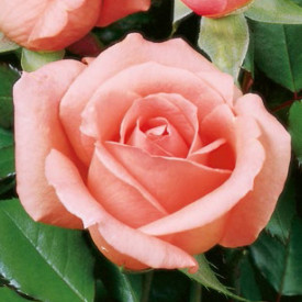 Parfumska čajna vrtnica, roza posodica