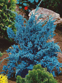 Srebrna cedra borovnica