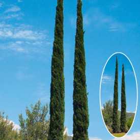 Toskanska piramida ciprus