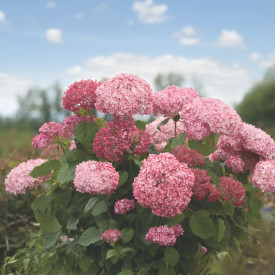 Hortenzija 'Pink Annabelle'